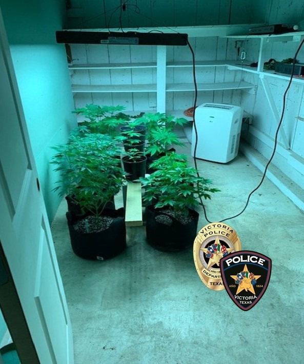 Suspected marijuana plants taken from Victoria home